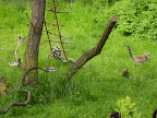lemura lep�