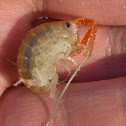 California Beach Hopper