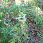 Horse Mint