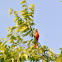 Northern Cardinal