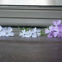 Moss Phlox