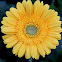 Gerbera
