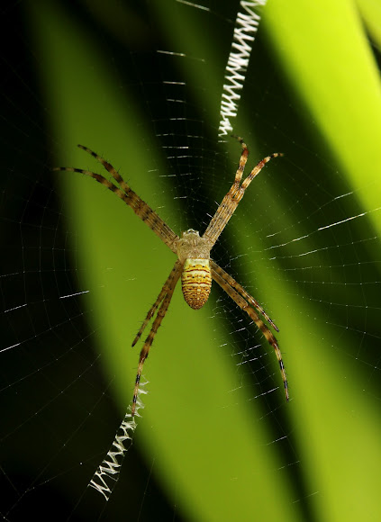 Spotting Image 1