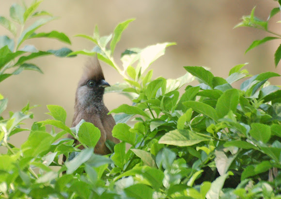 Spotting Image 1
