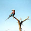 Lilac Breasted Roller