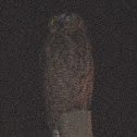Great Horned Owl