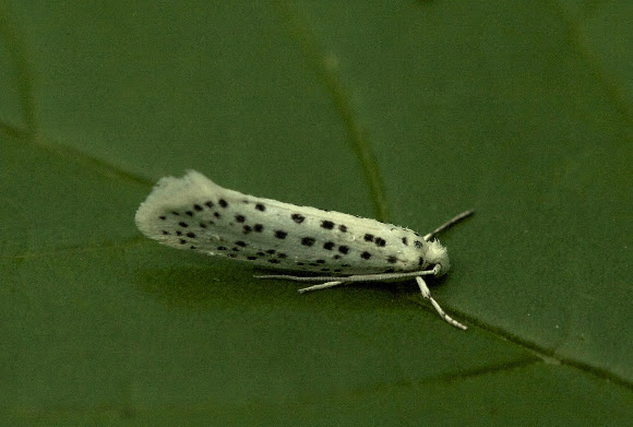 Spotting Image 1