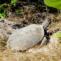 Gopher Tortoise