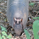 Nine-banded Armadillo