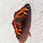 Small Tortoiseshell