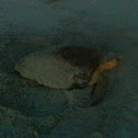 Loggerhead sea turtle