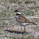 Killdeer