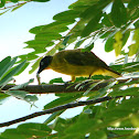 Flame-throated Bulbul