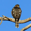 Sharp Shinned Hawk Juvenile