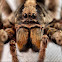 Wolf Spider