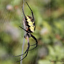 Black and Yellow Argiope