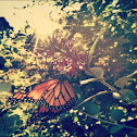Monarch butterfly