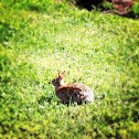 Eastern Cottontail