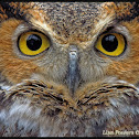 Great Horned Owl