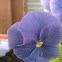 viola