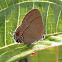 Malta Groundstreak