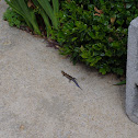 Skink