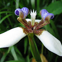 Walking Iris