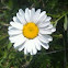 Oxeye daisy