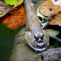 Blue-spotted Mudskipper