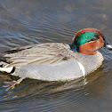 Green-winged Teal