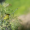 Western Tanager