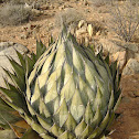 agave