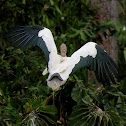Wood stork