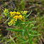 Grass-Leaved Goldenrod