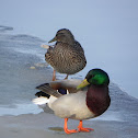 Mallard