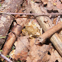 Rana arvalis