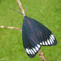 Zygaenid Moth