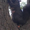 North American Grey squirrel