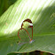 Glasswing Butterfly