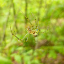 Orchard Orbweaver