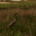 Sand hill crane