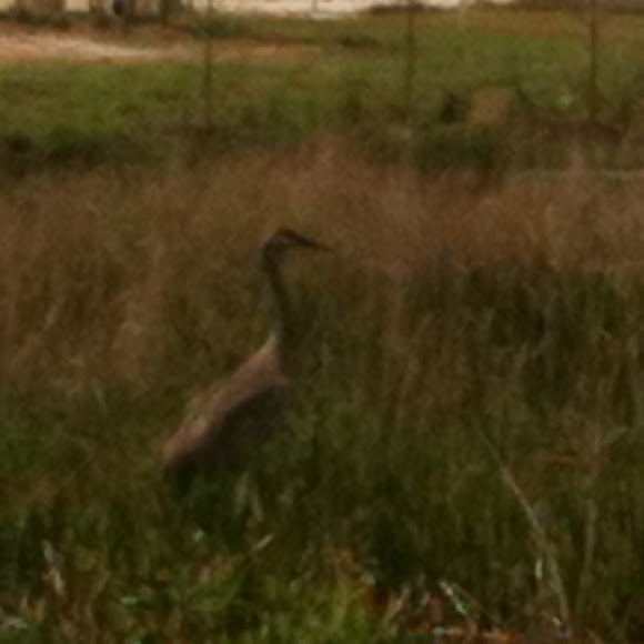 Spotting Image 1