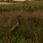 Sand hill crane