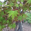 Japanese Maple