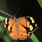 Common Brown