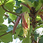 Cecropia flowers