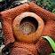 Rafflesia