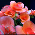 Begonia Tuberosa