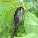 Annual Cicada