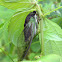 Annual Cicada